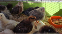 8 Chicks