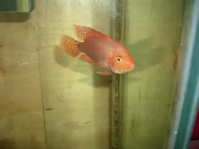 FOR SALE 2 RED TESAX AND FEMALE PARROT $100, View more