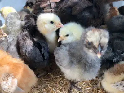 Very Cute and Very Friendly Easter Egger Chicks $5 each, View more