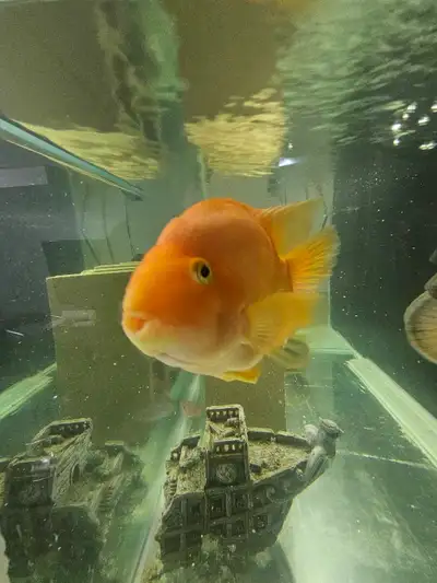 parrot fish, View more