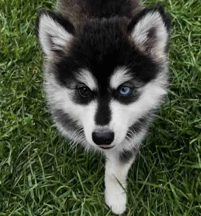 pomsky puppies, View more