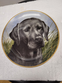 Framed Black Labrador Plate by John Francis