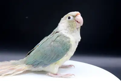 CONURE PLUSIEURS MUTATION TURQUOISE DISPONIBLES, View more