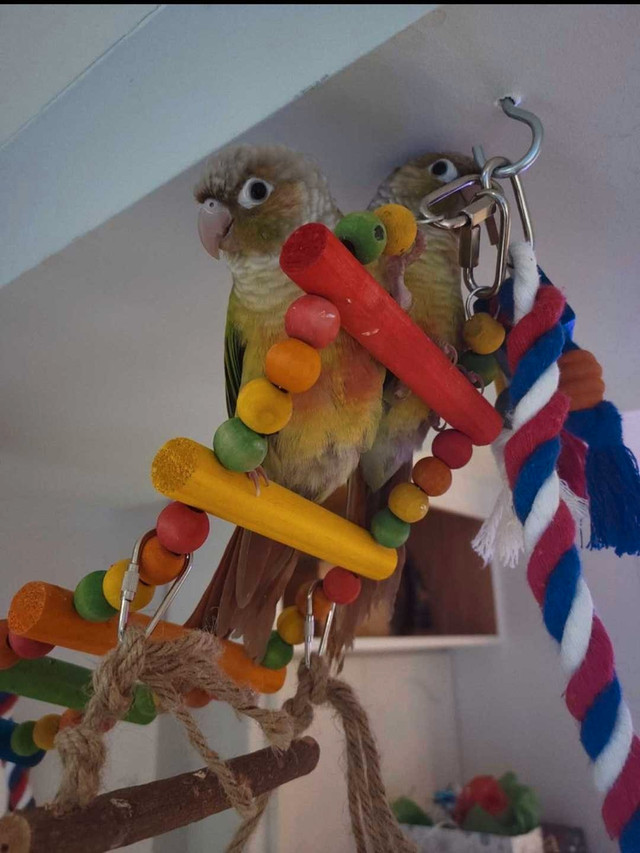Couple perroquet conure in Birds for Rehoming in Gatineau - Image 3