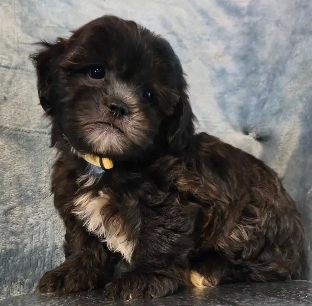 Beyond cute Teddy Bear puppies 3 m 2 F in Dogs & Puppies for Rehoming in Chatham-Kent - Image 4