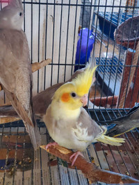 Baby cockatiels