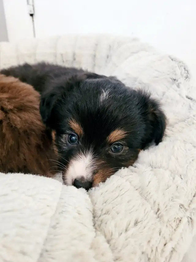 Toy/Mini Australian Shepard puppies in Dogs & Puppies for Rehoming in Edmonton - Image 7