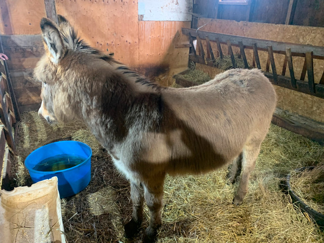 Donkey Available in Horses & Ponies for Rehoming in Regina