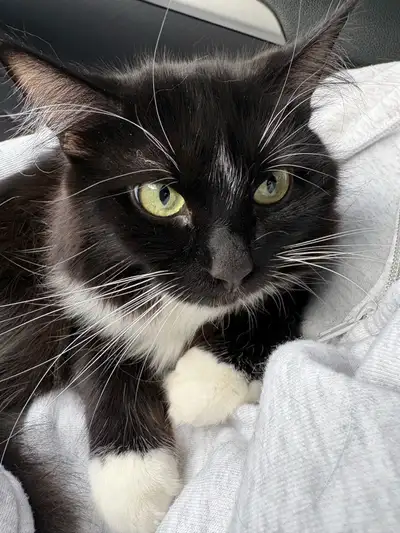 cat for adoption, View more