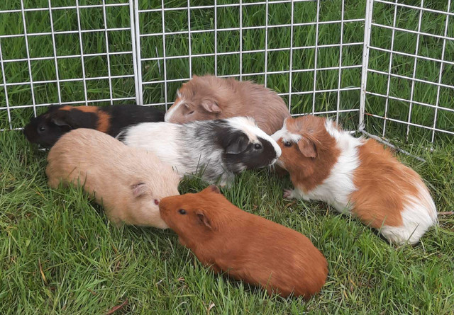 FREE guinea pigs. All males.  in Small Animals for Rehoming in St. Catharines - Image 3