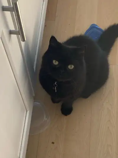 3 year old fixed exotic shorthair male, View more