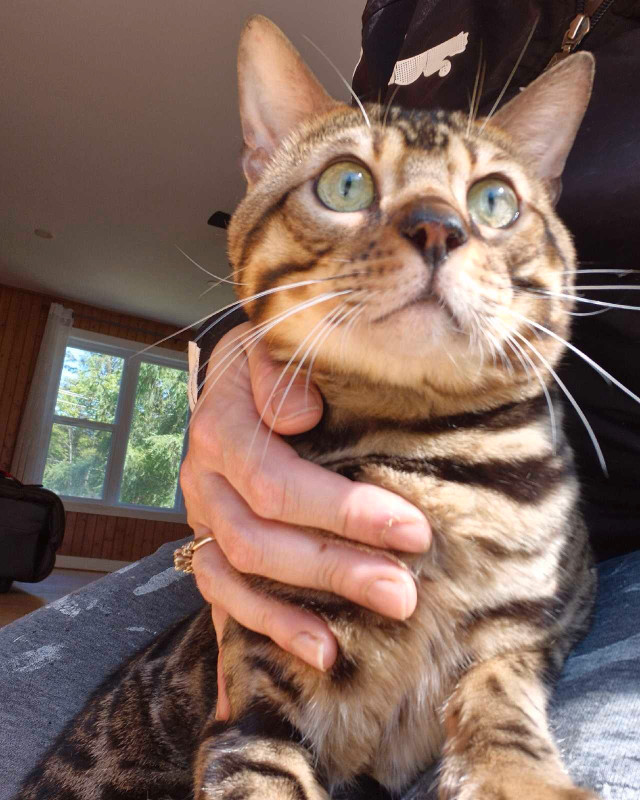 mâle bengal dans Chats et chatons à adopter  à Lanaudière - Image 2