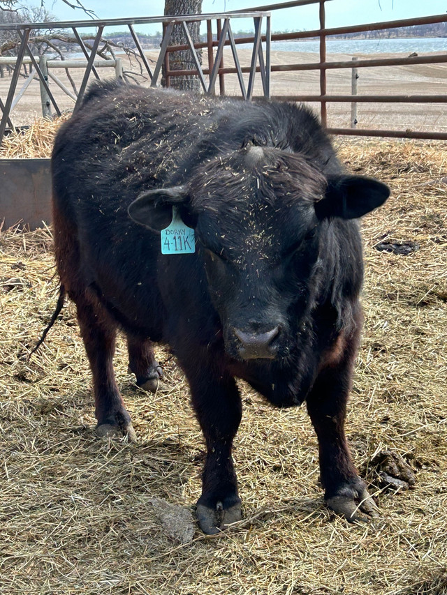 Lowline Angus Bull in Livestock in Brandon - Image 2