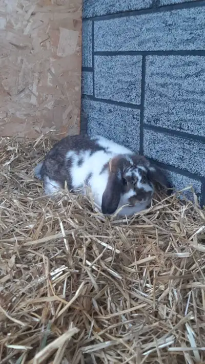 1 year old lop doe.