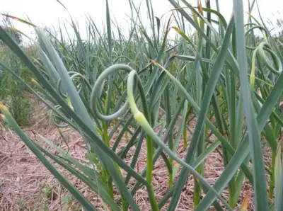 FREE GARLIC SCAPES 