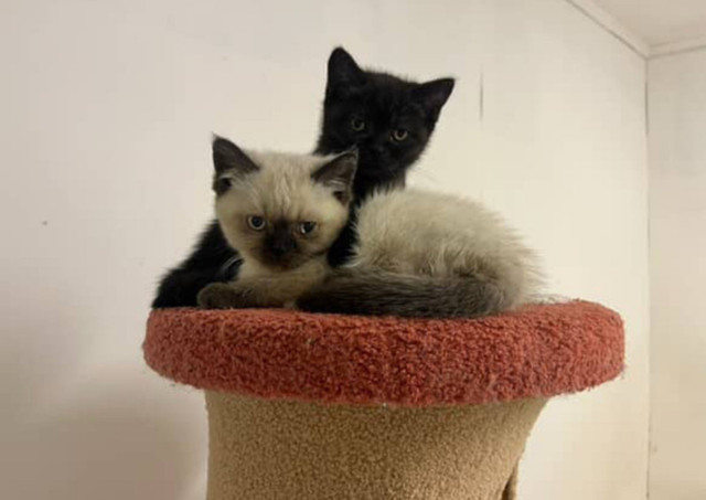 chaton British shorthair dans Chats et chatons à adopter  à Longueuil/Rive Sud - Image 2