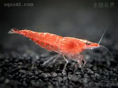 cherry shrimp for sale at TT Pets, View more