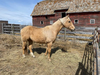 Quarter horse Gelding