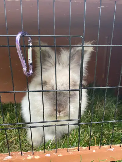 Angora rabbit, View more