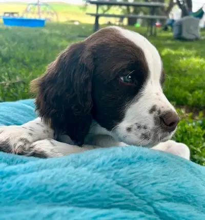English Springer Spaniel Puppies! Last 2, View more