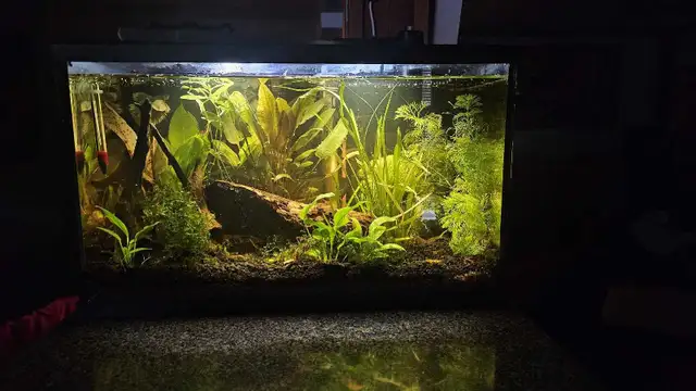 Neo shrimp - fire red, sunkist and yellow mixed in Fish for Rehoming in Richmond - Image 4