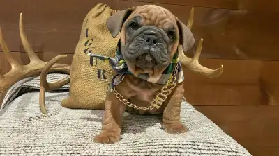 ⭐️Exotic Color English Bulldog⭐️, View more