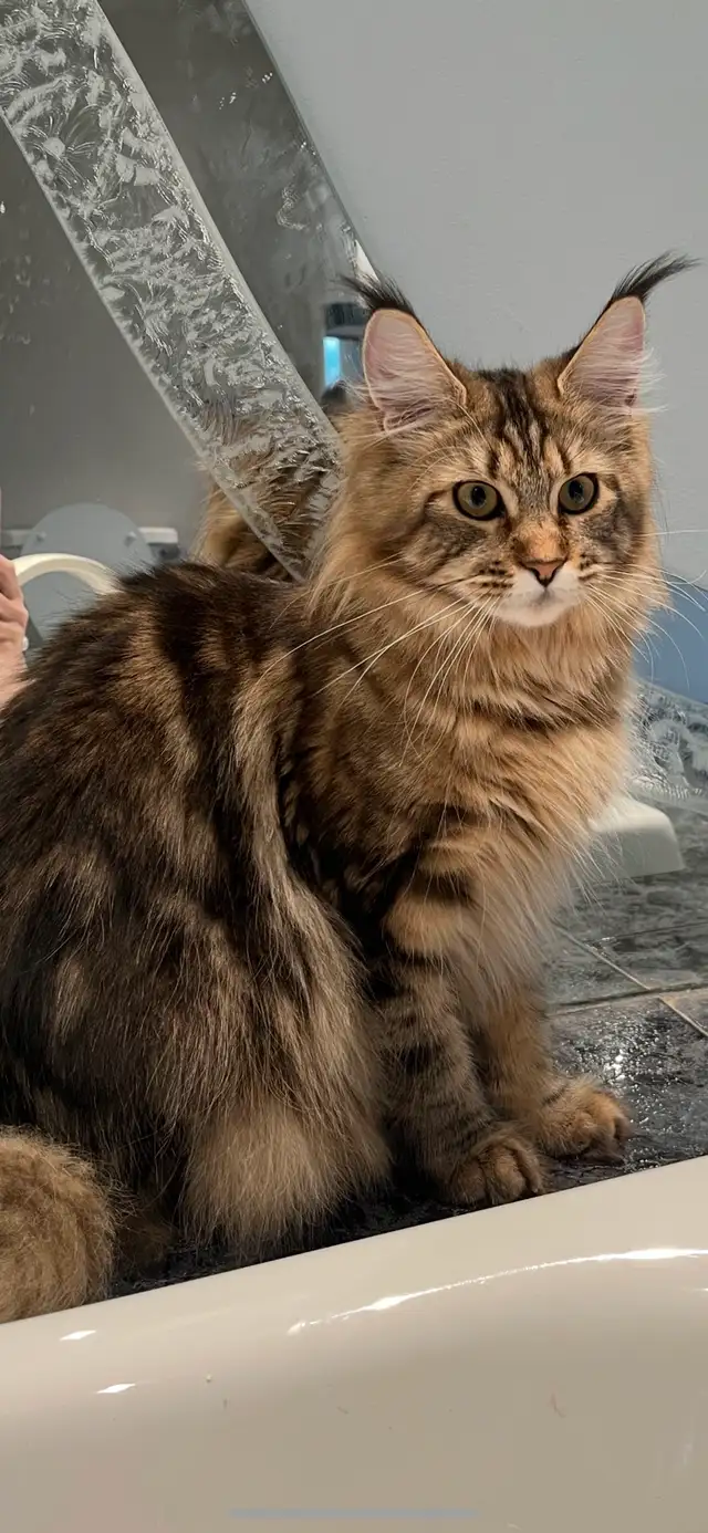 chatons mainecoon in Cats & Kittens for Rehoming in Lac-Saint-Jean - Image 10