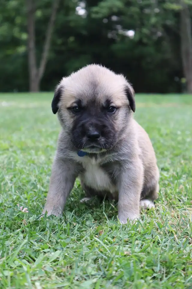 Maspyr Puppies in Dogs & Puppies for Rehoming in St. Catharines - Image 3