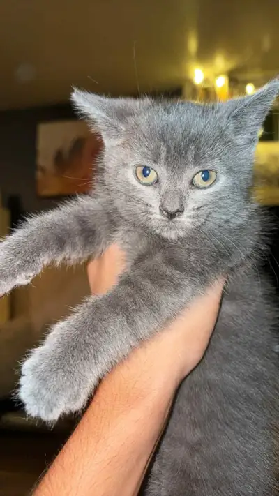 chaton  à vendre 20,00, View more