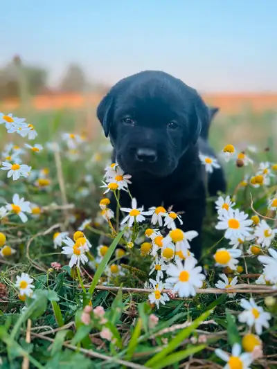 Black Labrador Puppies, View more
