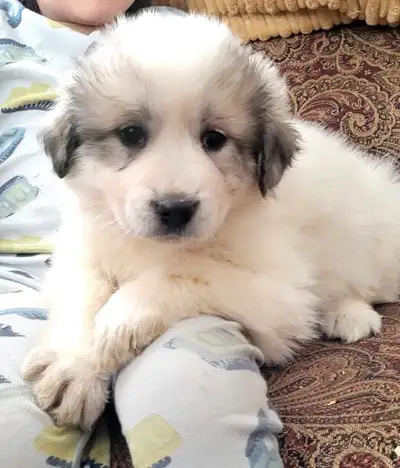Maremma/Great Pyrenees puppies (Ready To Go NOW), View more