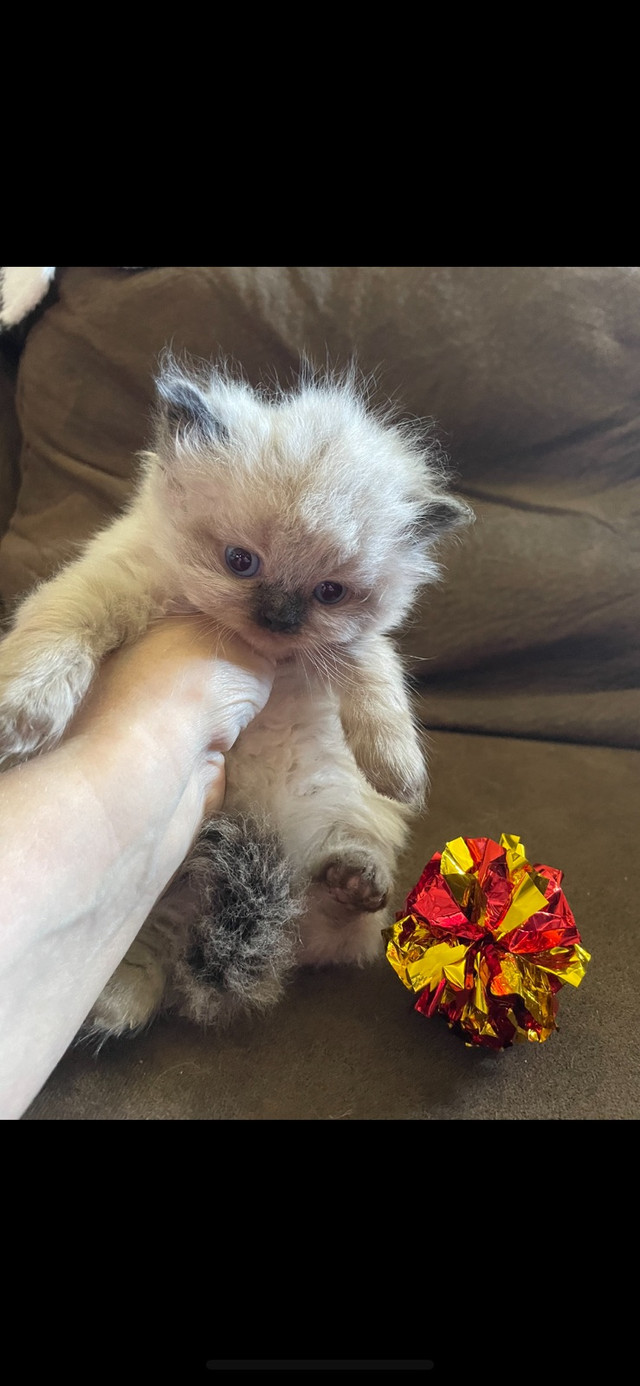 ❣️STUNNING PUREBRED RAGDOLL KITTENS❣️ in Cats & Kittens for Rehoming in Bedford - Image 3