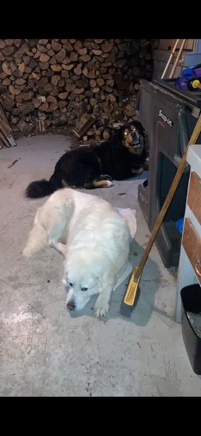 ISO pet friendly rental for myself and two well behaved dogs. I work full time, preferably a one bed...