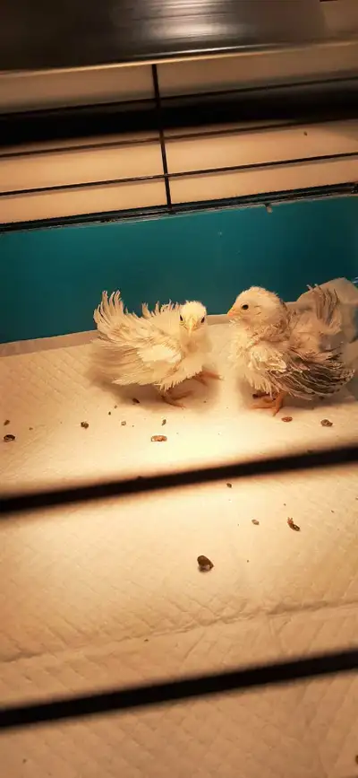 Bonjour j ai deux belles poules frisées Serama de 4 semaines disponible 50,00 chaque ! Saint-Jérôme...