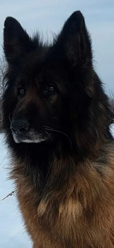 Long haired german shepherd female available for sale,because of busy job schedule I am not able to...