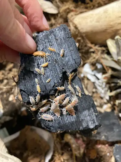 cloportes creamcycle pruinosus isopods, View more