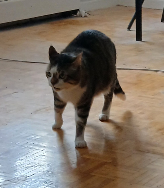 I have a male taby cat looking for a new home in Cats & Kittens for Rehoming in City of Toronto
