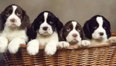 C.K.C. Registered English Springer Spaniel, View more