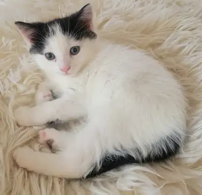 Petit chaton Adorable, Fluffy little kitten!, View more