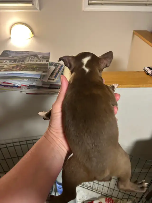 boston terriers in Dogs & Puppies for Rehoming in Prince George - Image 7