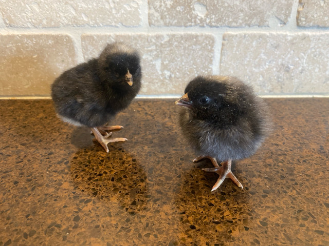 Plymouth Barred Rock Chicks in Livestock in Oakville / Halton Region