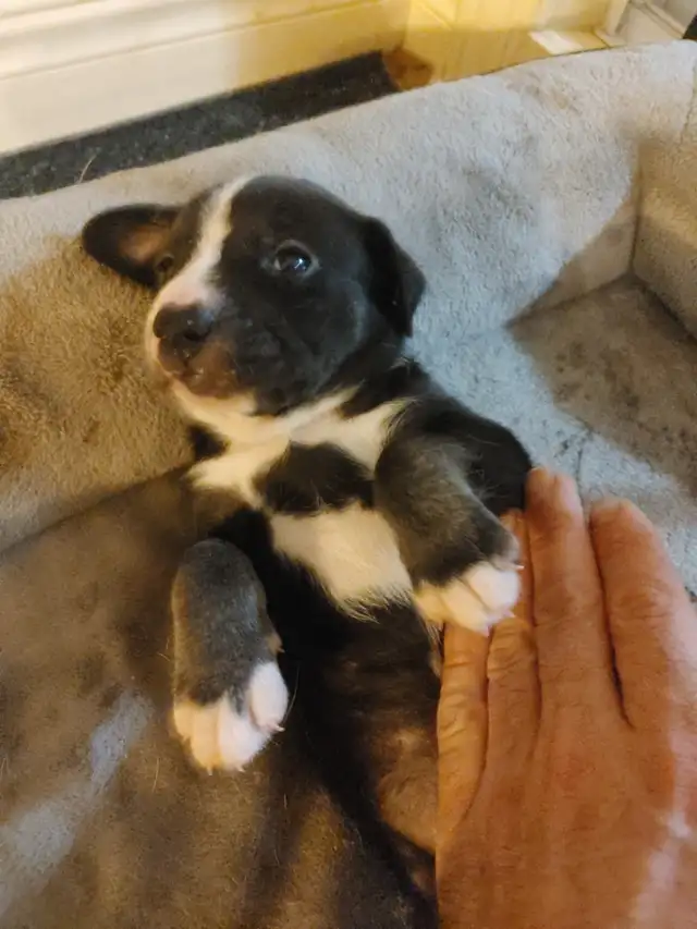 Chio a vendre husky croisé Braque almand Labrador in Dogs & Puppies for Rehoming in Lanaudière - Image 2