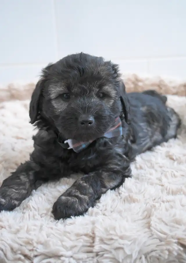 3 BEAUTIFUL SCHNOODLES! Schnauzer Cross Poodle | Dogs & Puppies for ...