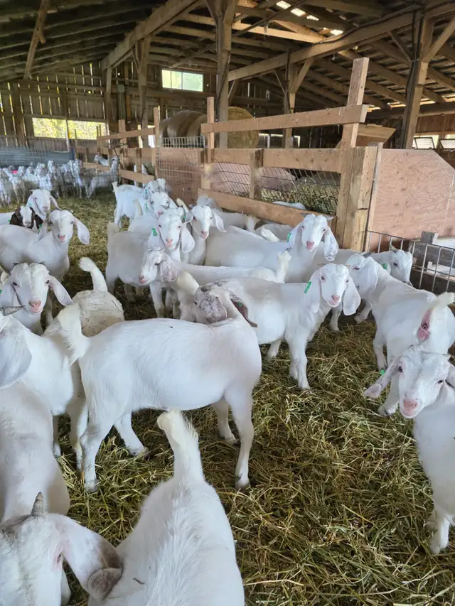 Premium Savannah Breeding Stock (Goat Doelings) For Sale in Livestock in Owen Sound - Image 10