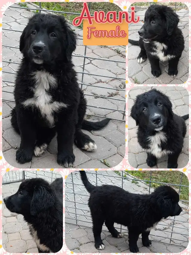 1 female Bernese Newfoundland pup left- LOVES people! in Dogs & Puppies for Rehoming in Strathcona County - Image 2