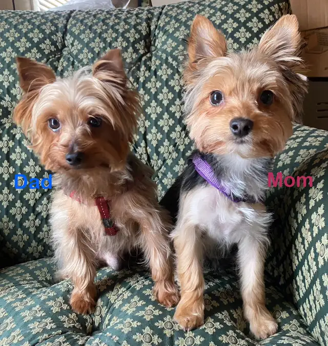 Female Yorkie Puppies. Purebred Yorkshire Terrier Puppy in Dogs & Puppies for Rehoming in Mississauga / Peel Region - Image 10