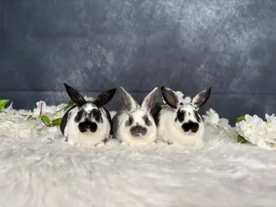 Castrés - mini rex pure race , View more