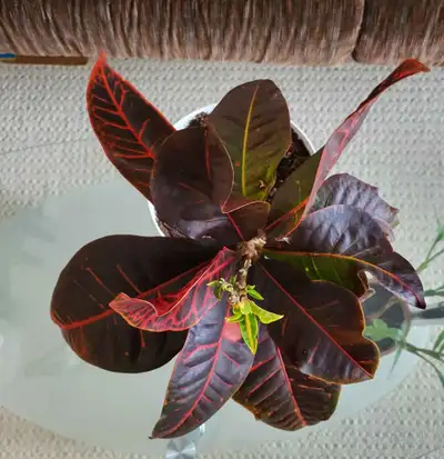 Croton plant (Codiaeum variegatum), View more
