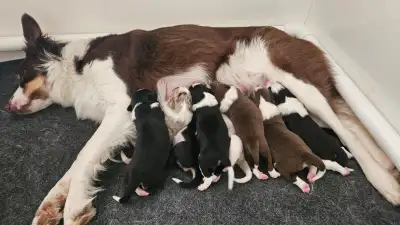 Purebred Border Collie Puppies, View more