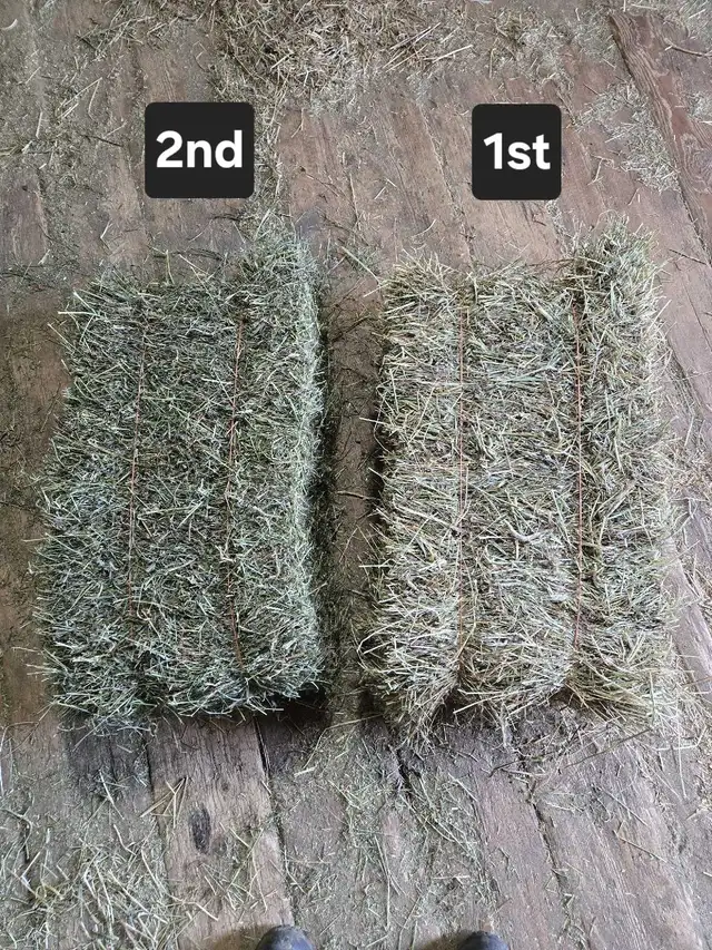 2026 Hay Small Squares 1st cut in Horses & Ponies for Rehoming in Owen Sound - Image 5